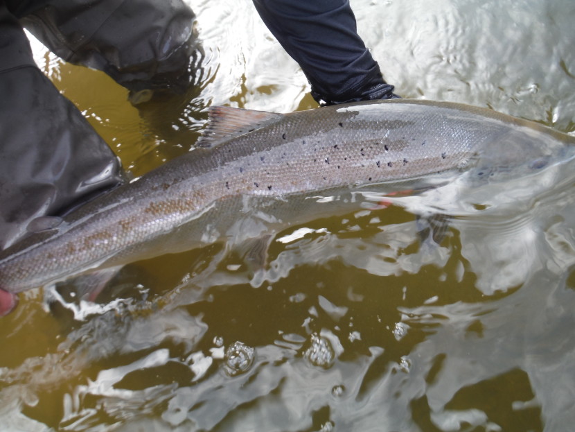 Springer from the Vanstone